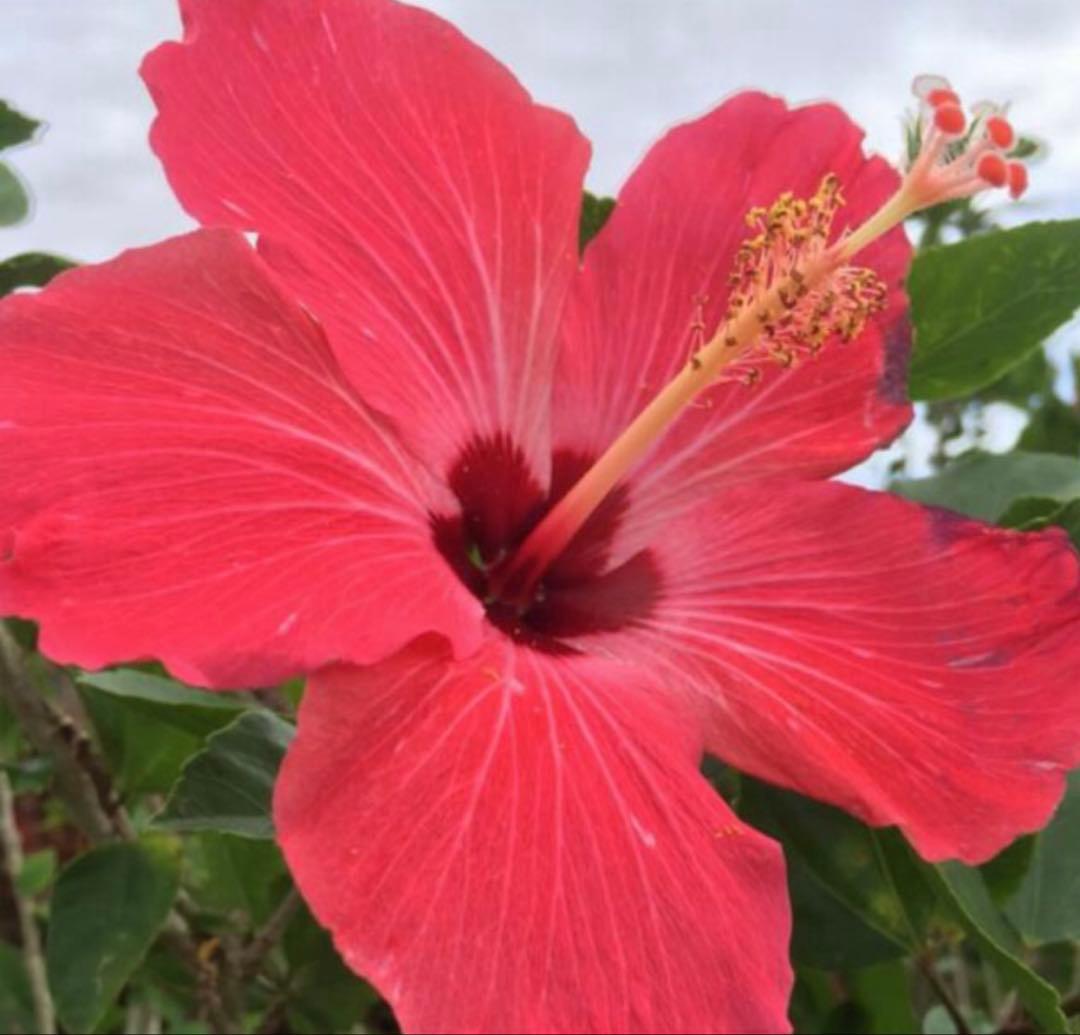 スイ　ミルク2本