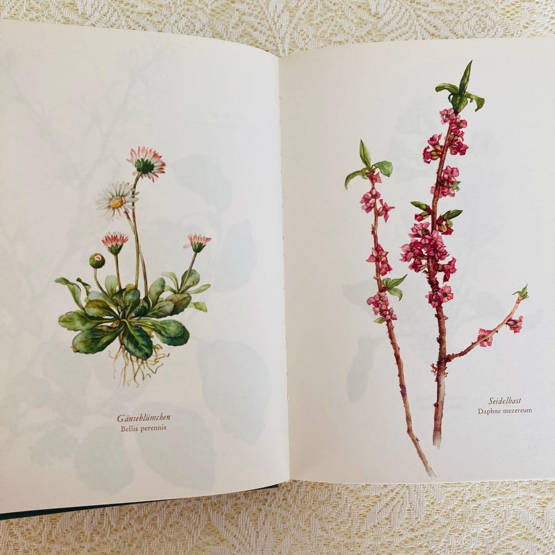 洋書古書　希少　ヴィンテージ植物図鑑　繊細で美しい植物画304点　画集　ドイツ語