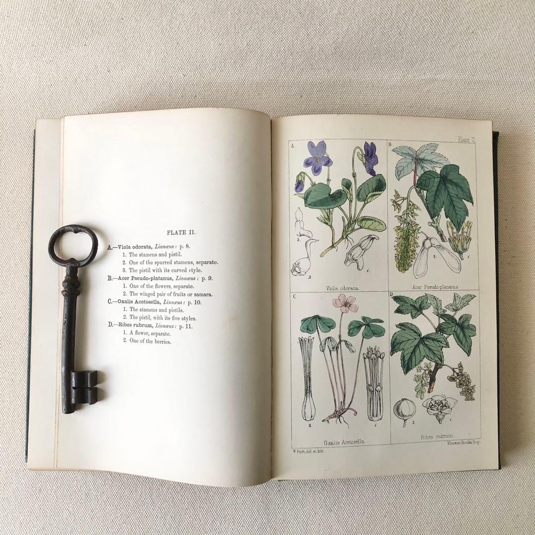 1867年！超希少　手彩色　英国ヴィクトリア時代のアンティーク植物図鑑