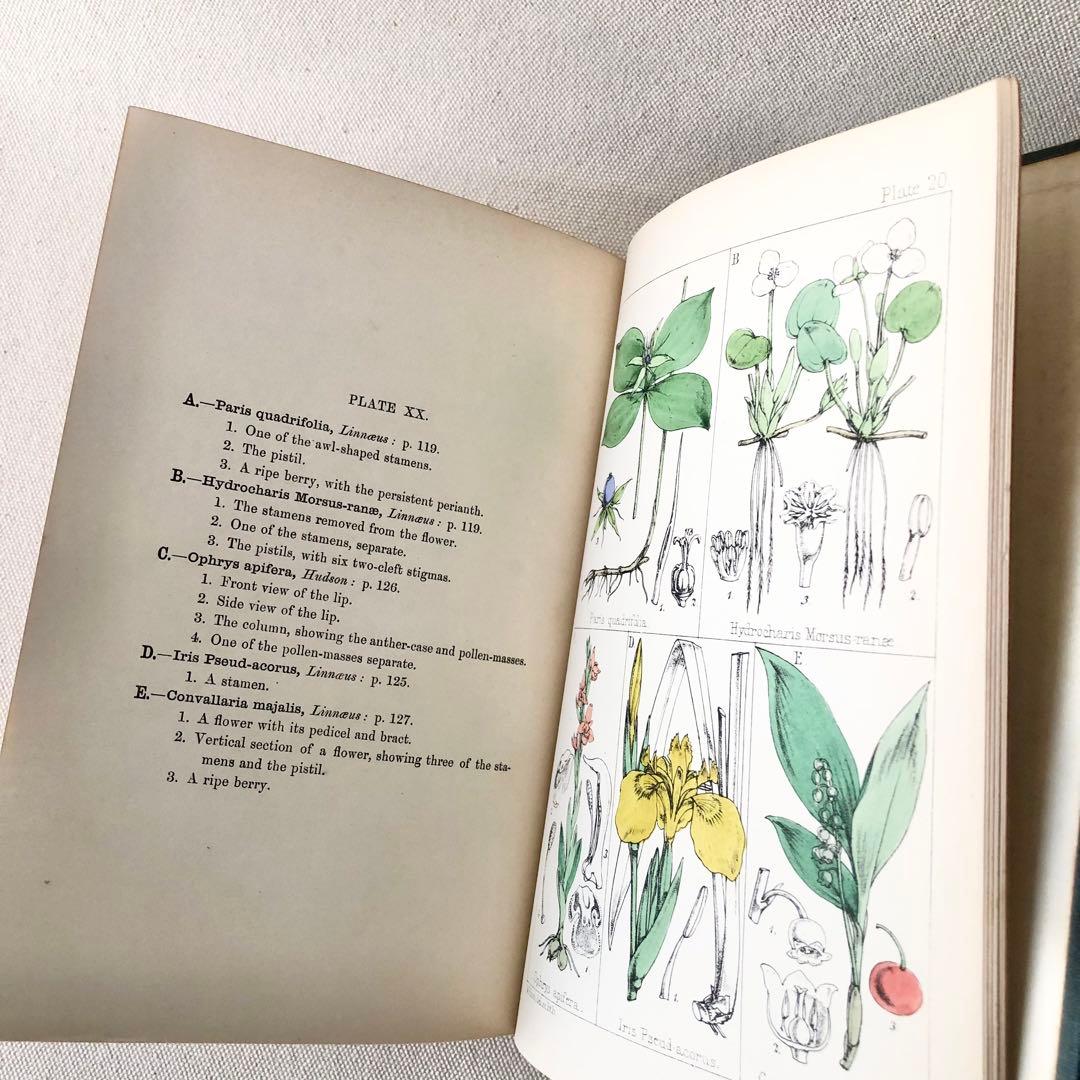 1867年！超希少　手彩色　英国ヴィクトリア時代のアンティーク植物図鑑