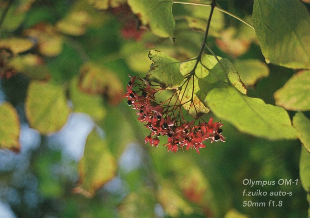 OLYMPUS OM-1★完動品＊美品＊初期保証★作例多数★