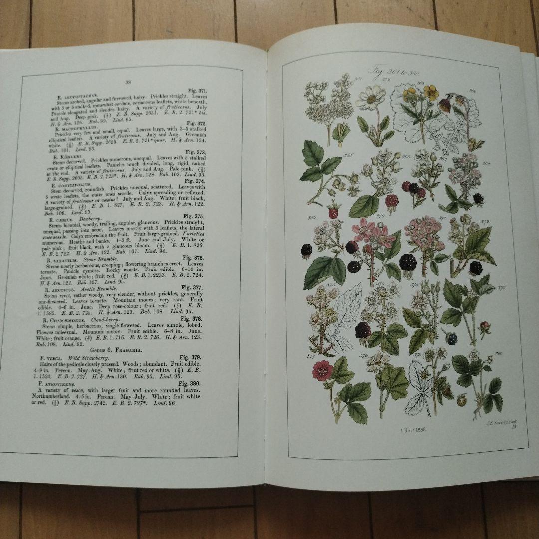 WILD FLOWERS 植物図鑑 ボタニカルアート 洋書 古書 サワビー