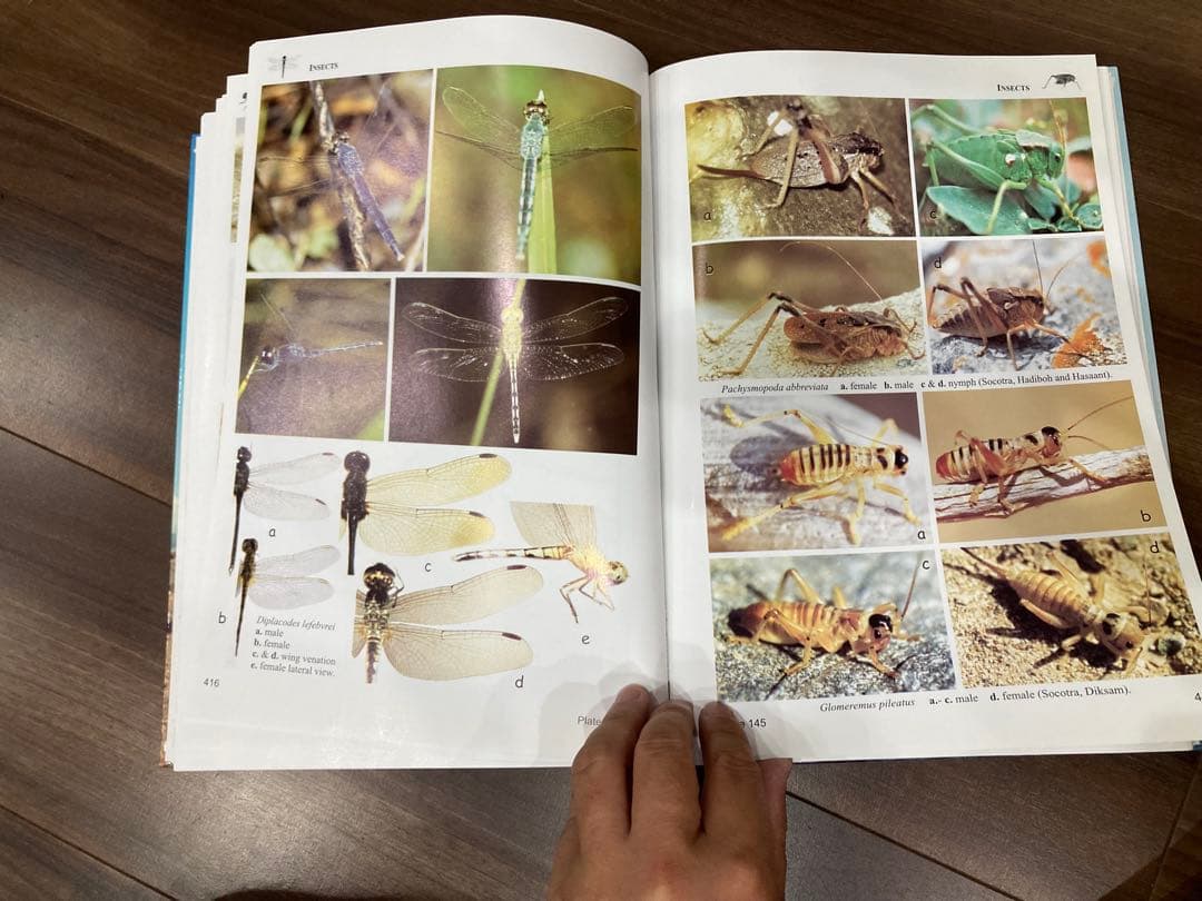 洋書 Fauna of the Socotra Archipelago Field