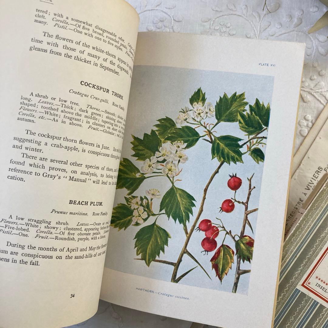 ★SALE★L809 洋書古書 1906年発行雰囲気たっぷりアンティーク植物図鑑