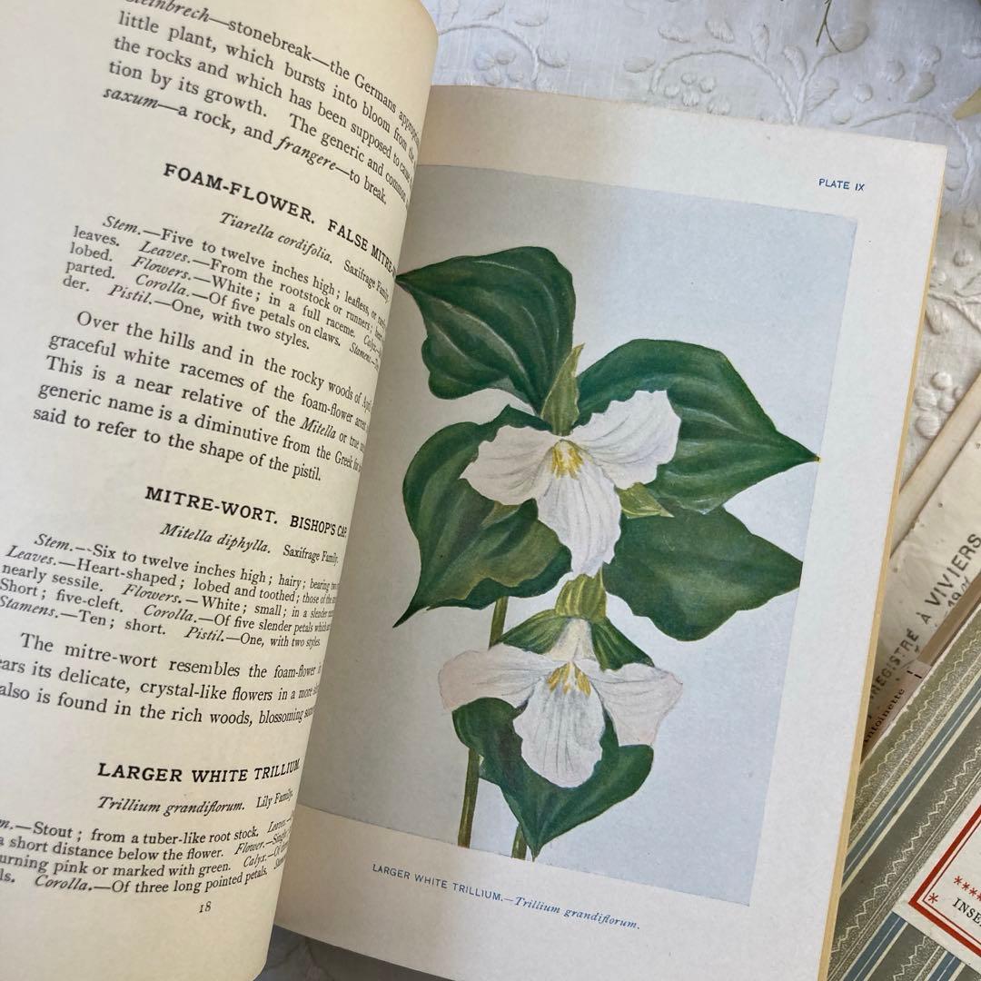 ★SALE★L809 洋書古書 1906年発行雰囲気たっぷりアンティーク植物図鑑