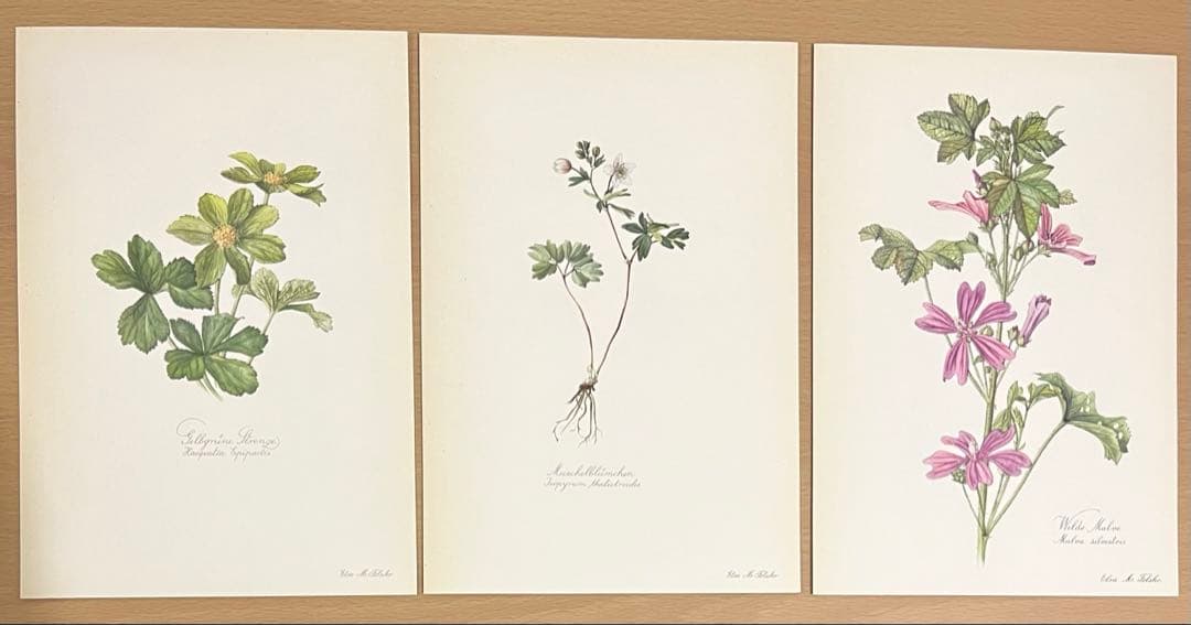 No.300ドイツ ビンテージ 紙もの ボタニカルアート 植物図鑑 水彩画