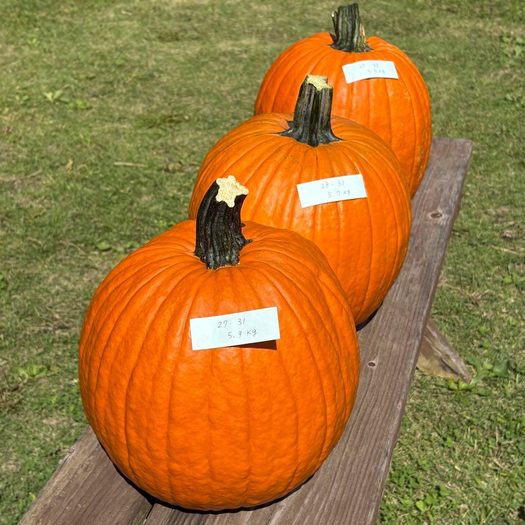 【Rakkoonその1】ハロウィンかぼちゃ　本物