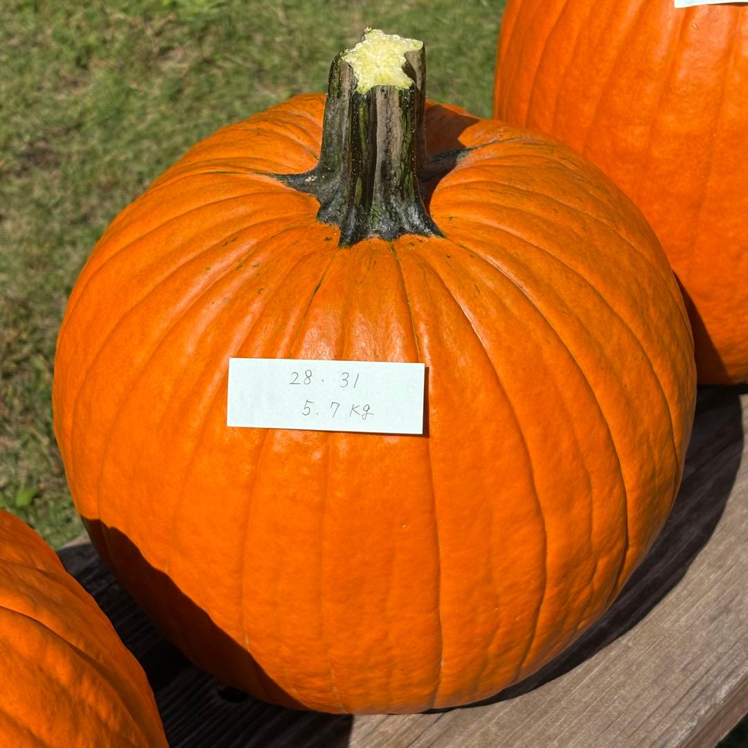 【Rakkoonその1】ハロウィンかぼちゃ　本物