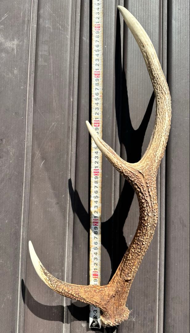 エゾシカ　角 19本