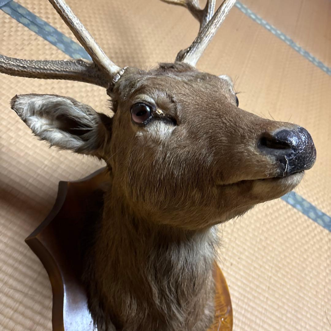 ハンティングトロフィー 鹿の剥製 蝦夷鹿の剥製 壁飾り 船橋市引き取り割引有り