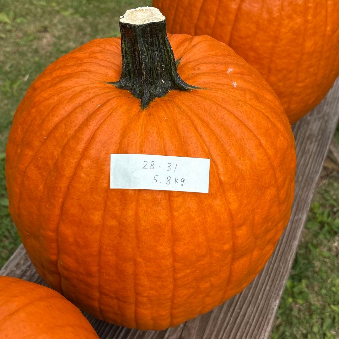 【あかなまこ】ハロウィンかぼちゃ　本物