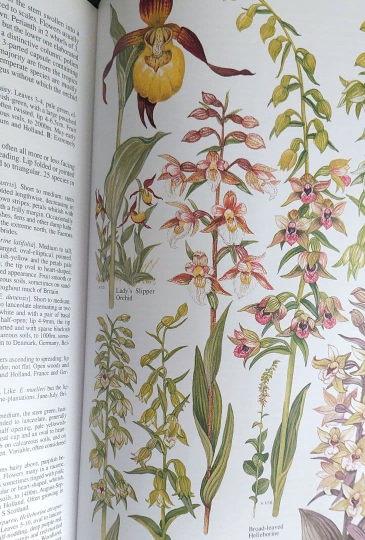 古書 希少 Familiar Wild Flowers 植物図鑑　洋書　イギリス