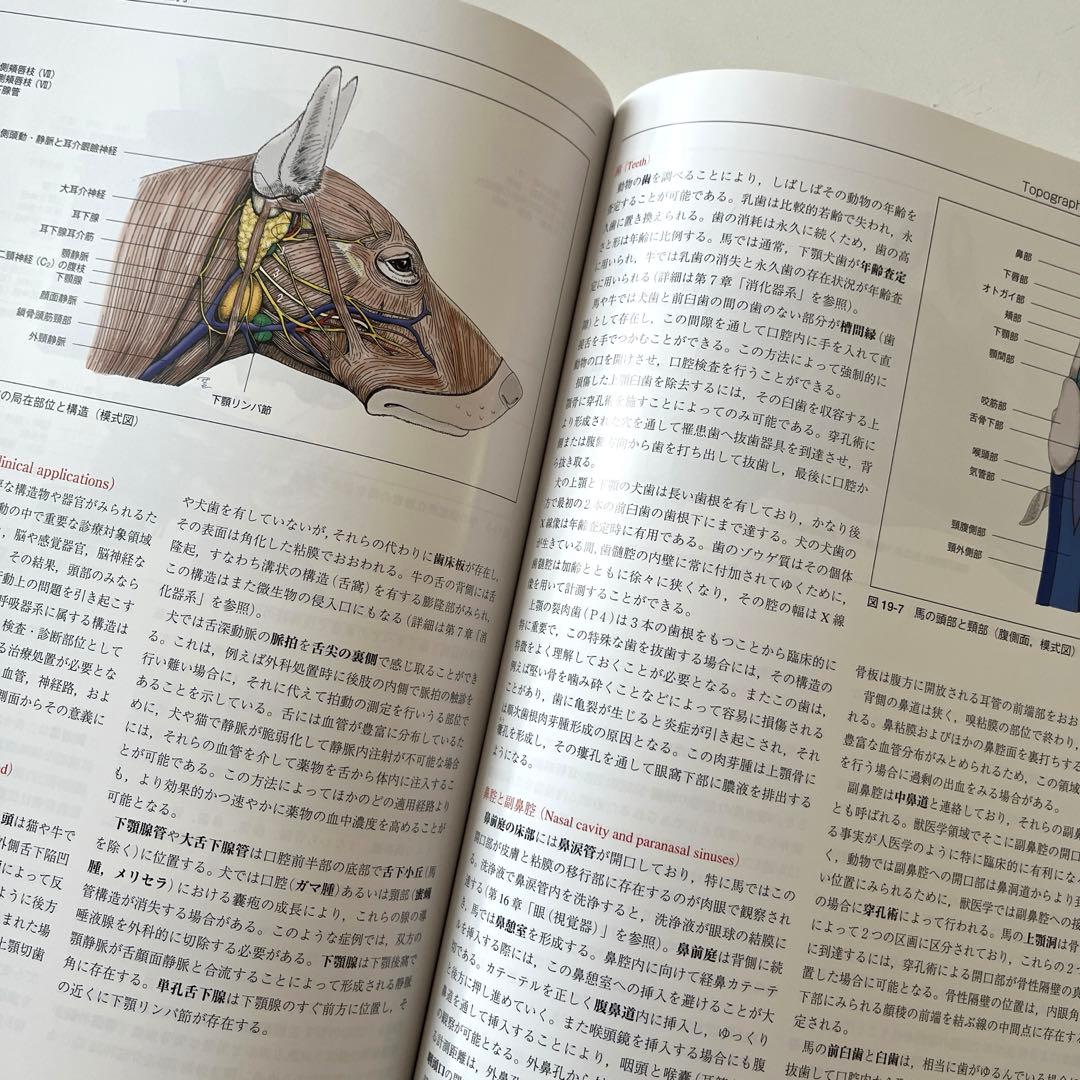 カラーアトラス 獣医解剖学 下巻