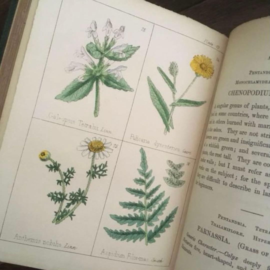 L833洋書古書 【1852年発行】大変希少なイギリスのアンティーク植物図鑑