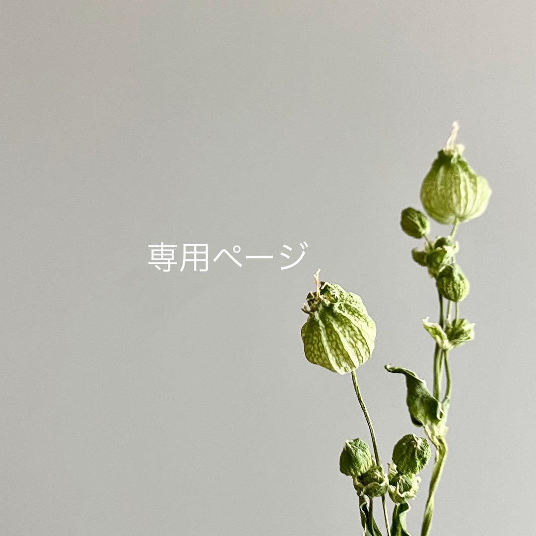 パンジー様*:✼.