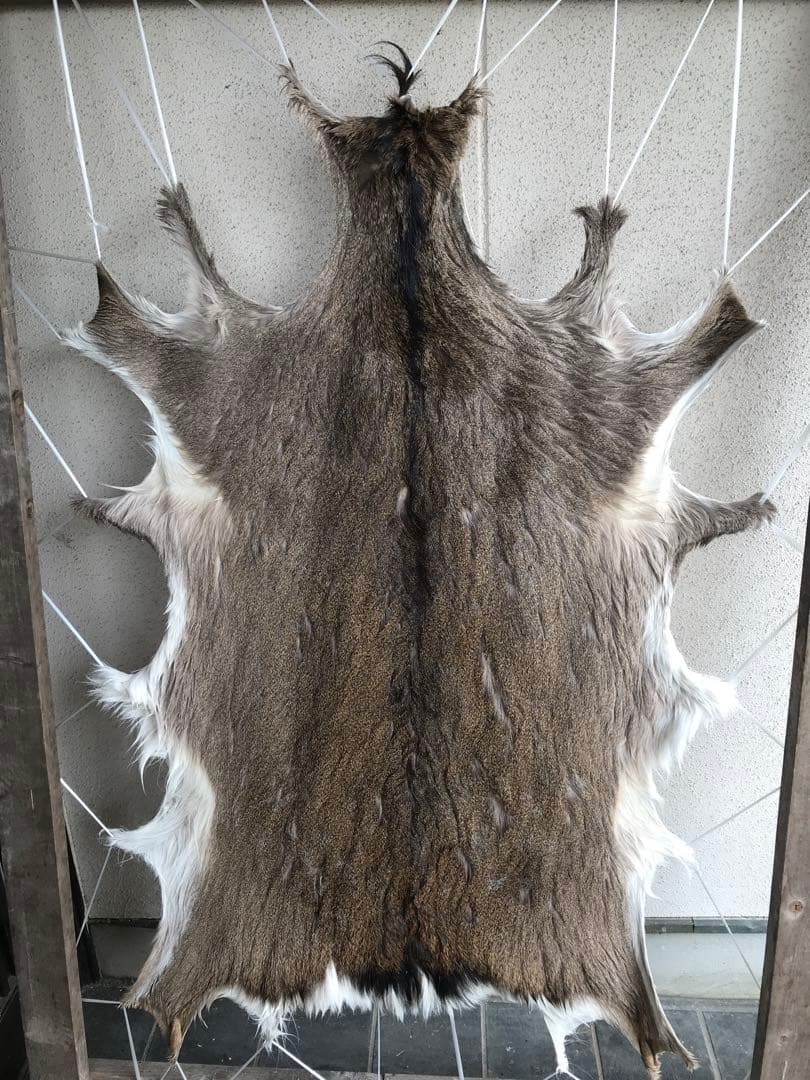 ニホンジカ ♀毛皮 23-12