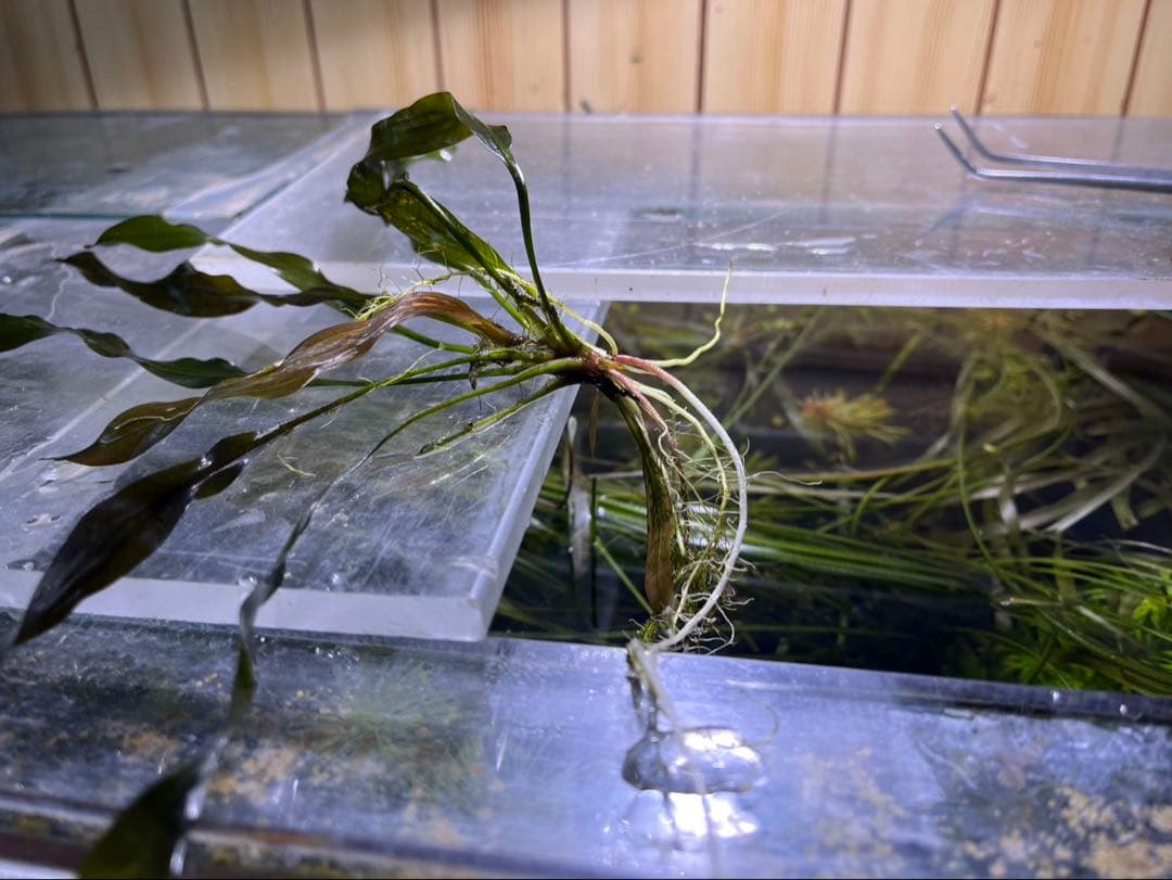 エキノドルススーパーレッド　一株