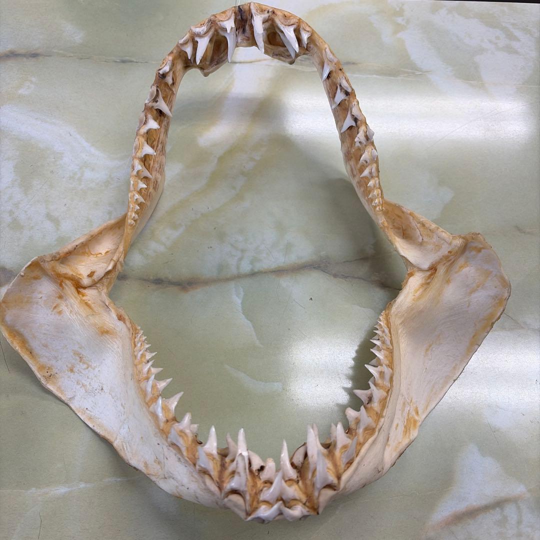 鮫 サメ 顎 歯 牙 骨格 標本 頭骨 剥製 オブジェ インテリア