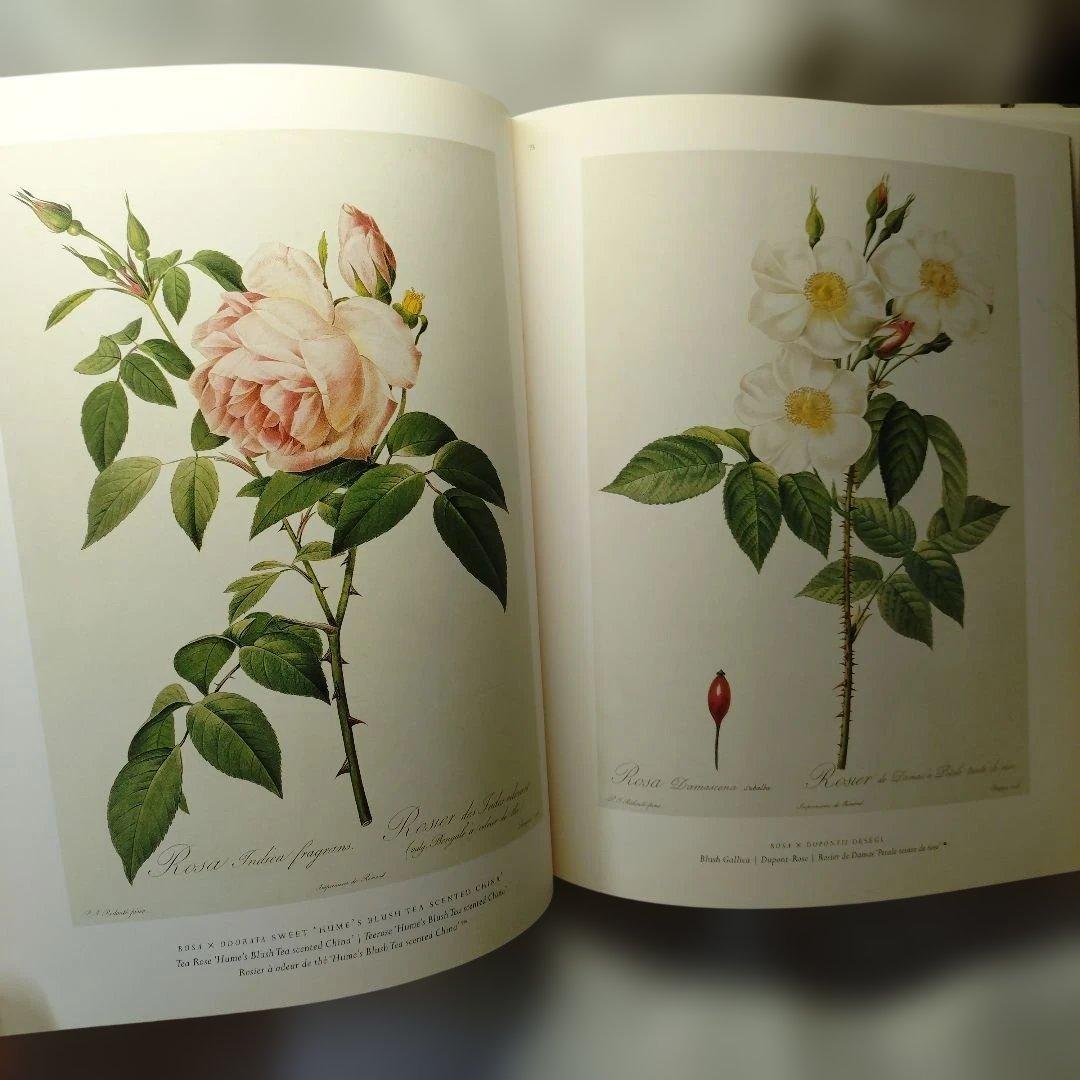 REDUTE ルドゥーテ　バラ