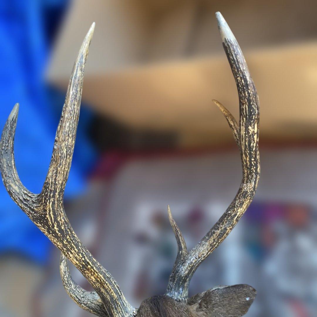 S 鹿　剥製　ハンティングトロフィー　ニホンジカ　壁掛け