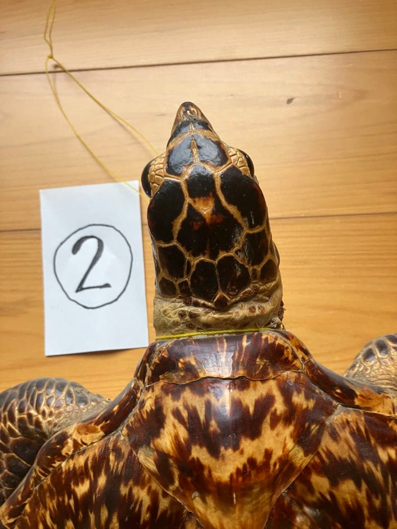 タイマイ　ウミガメ 剥製　2体 国際希少野生動植物種登録票あり