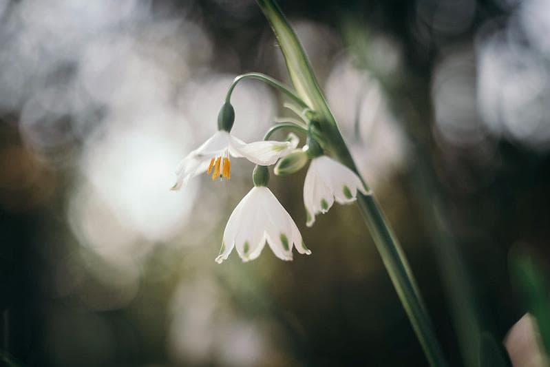 19【希少】Helios 初期型ゼブラ　ヘリオス44 ぐるぐるボケ