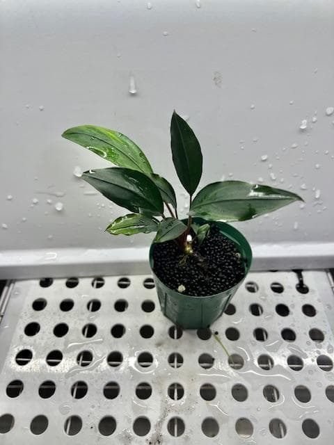 ア*イ様 ブセファランドラsp. Entikong Kab.Sanggau 20