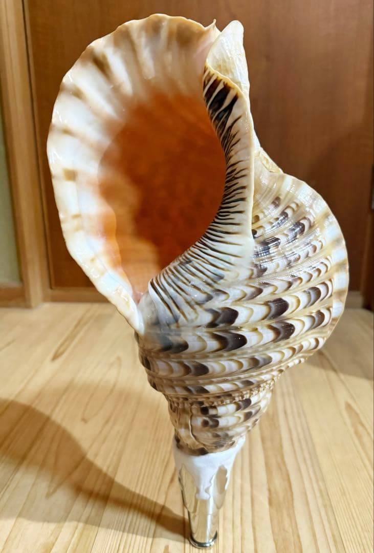特大修験道法螺貝40.5㎝　山伏　密教　魔除け　熊よけ❣️ホラガイ　ほら貝