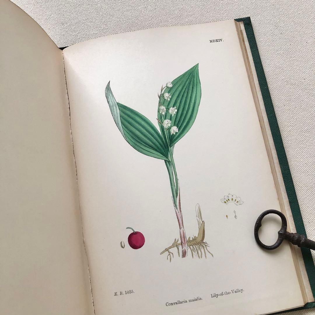 1869年！ 超希少　手彩色160枚　サワビーの英国植物図鑑ＩＸ　アンティーク