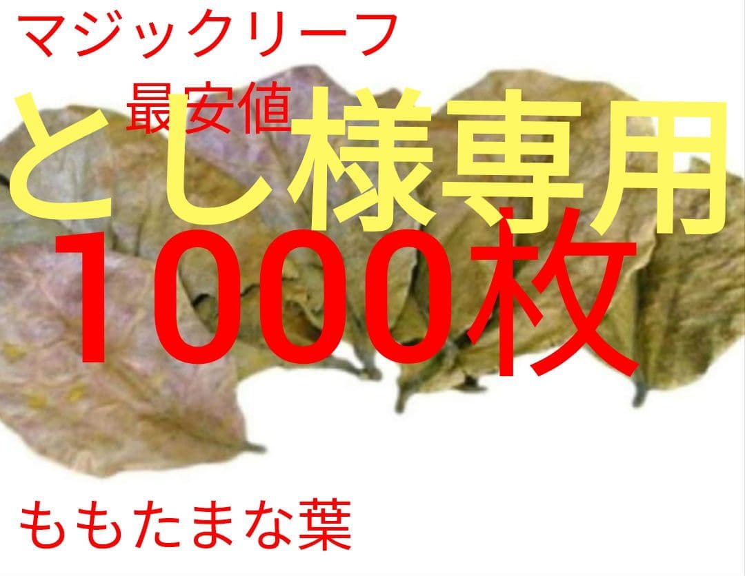 とし　大小様々　無農薬マジックリーフ　天然ももたまな葉　1000　枚