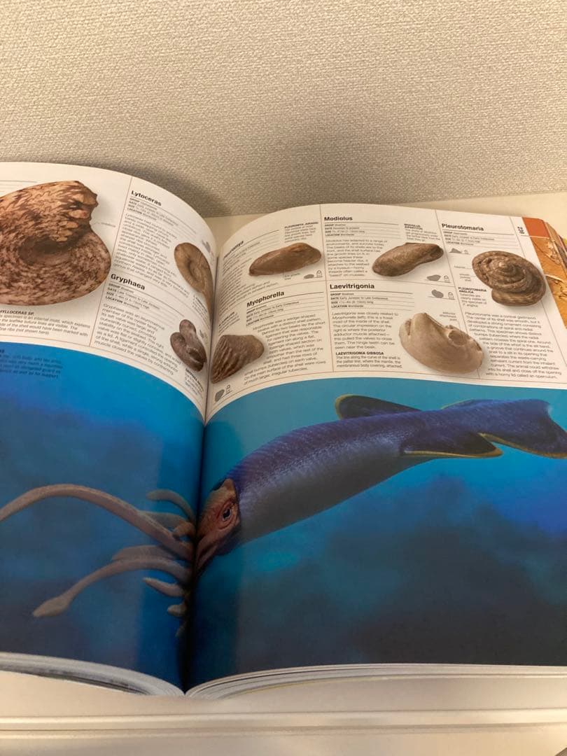 洋書多読　図鑑など7冊　恐竜　鉱物　古生物encyclopedia 人体