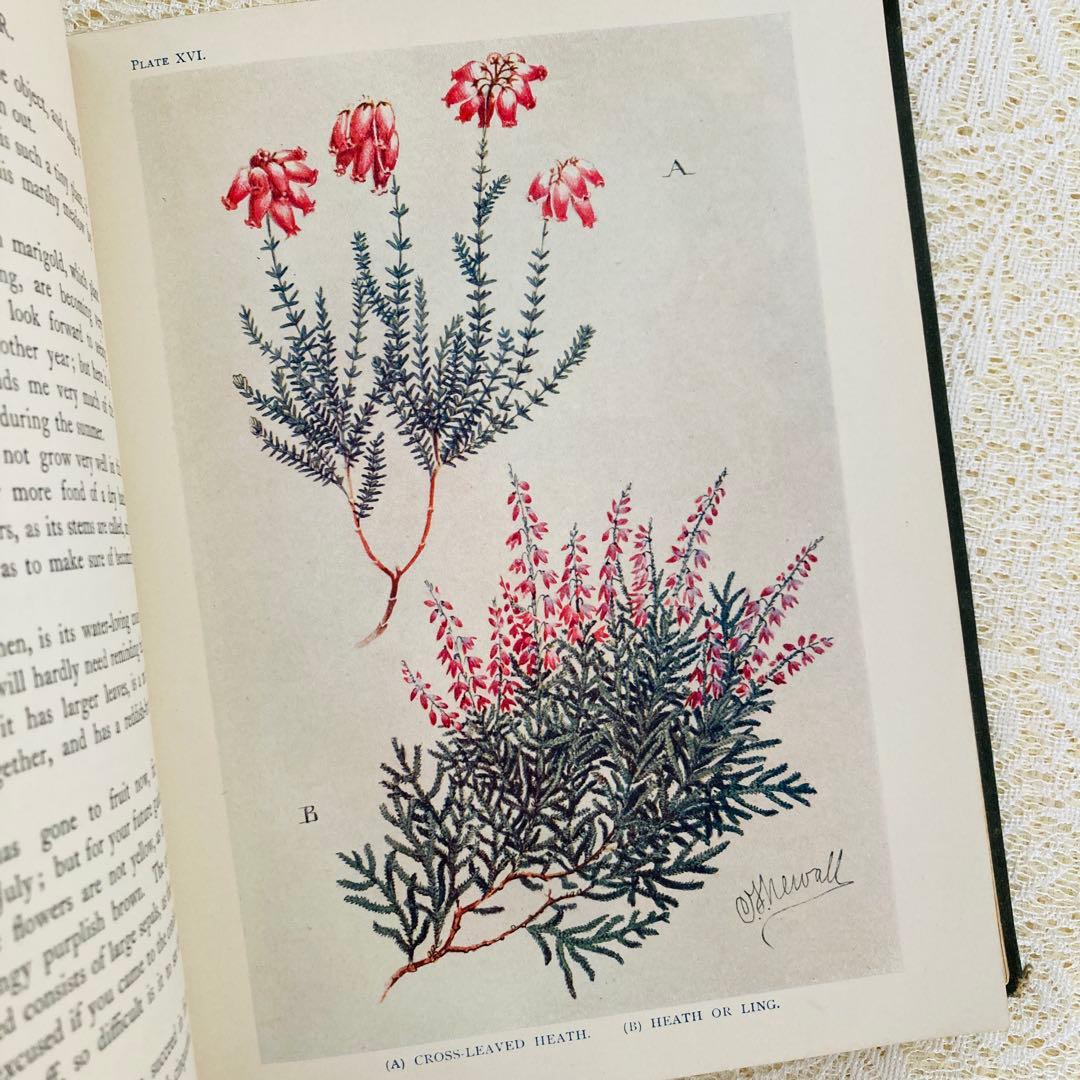 希少　イギリスのアンティーク動植物図鑑　鮮やかで美しいイラスト♡　洋書・古書