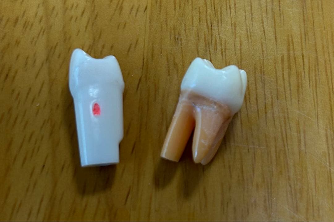 歯科 顎模型 NISSIN マネキン まとめ売り