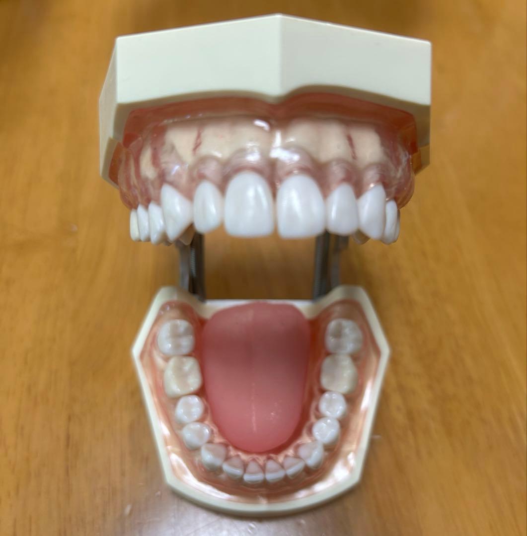 歯科 顎模型 NISSIN マネキン まとめ売り