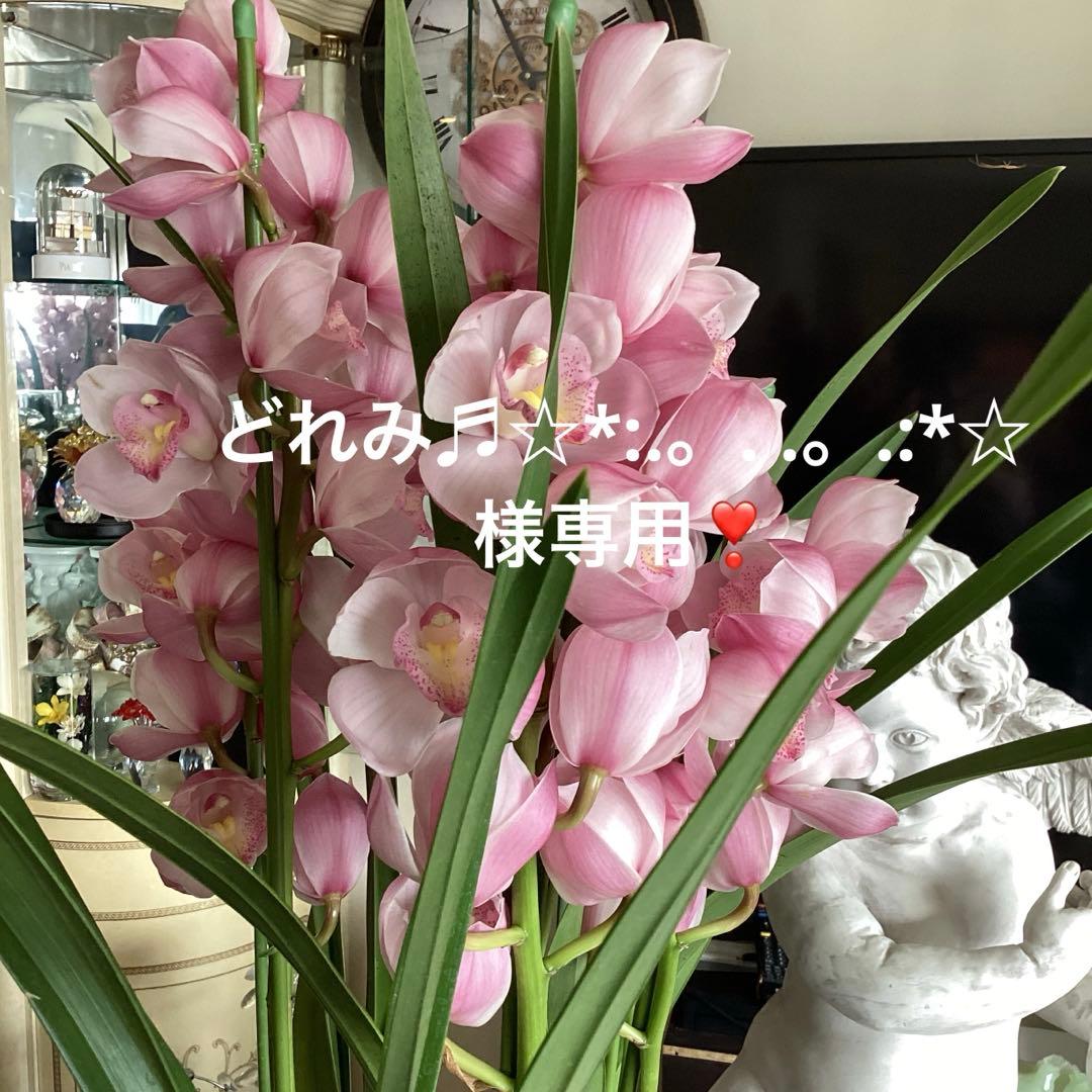 どれみ♬☆*:.。. .。.:*☆❣️