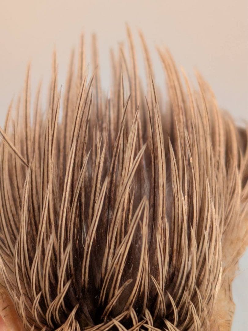 Metz コックネック　 シルバーバジャー　グレード1