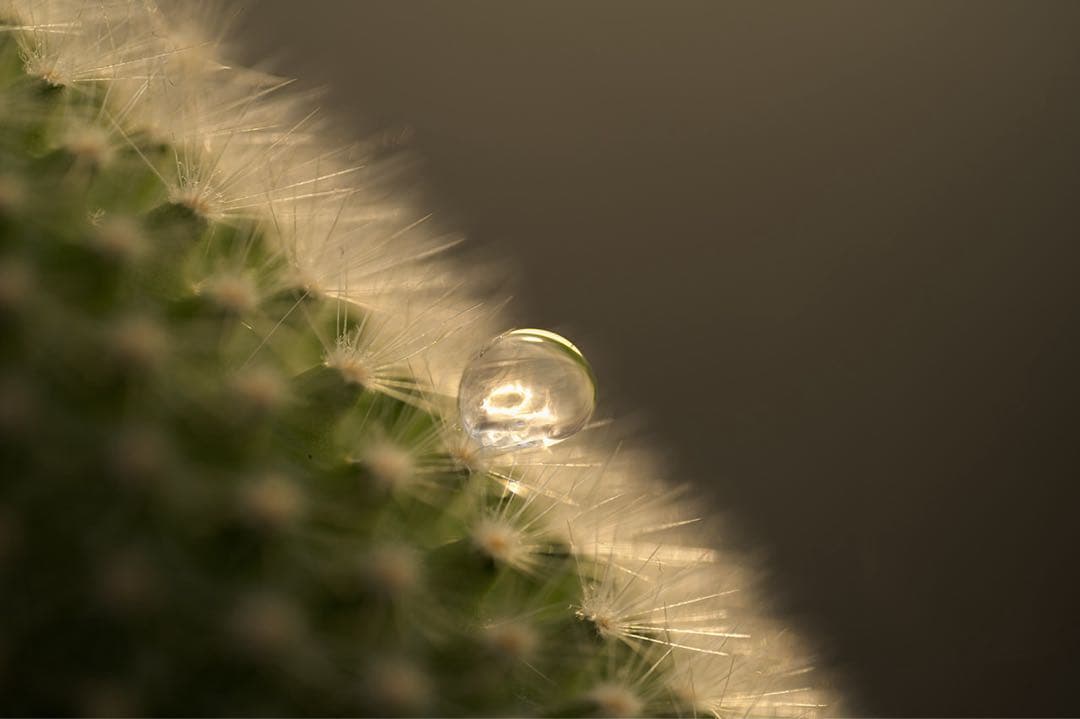 る*中様 【美品】NIKKOR Z MC 105mm f/2.8 VR S マク