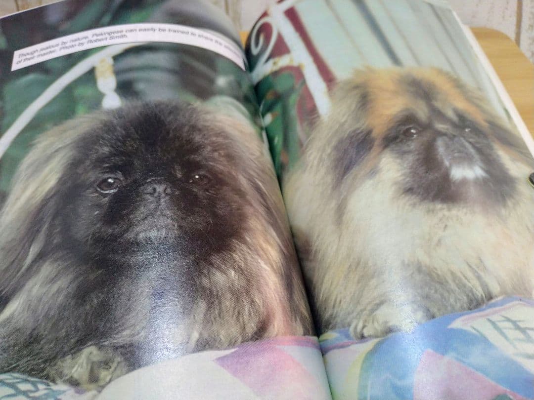 ペキニーズ書籍4冊セット 本 洋書 写真 pekingese PEKINGESE