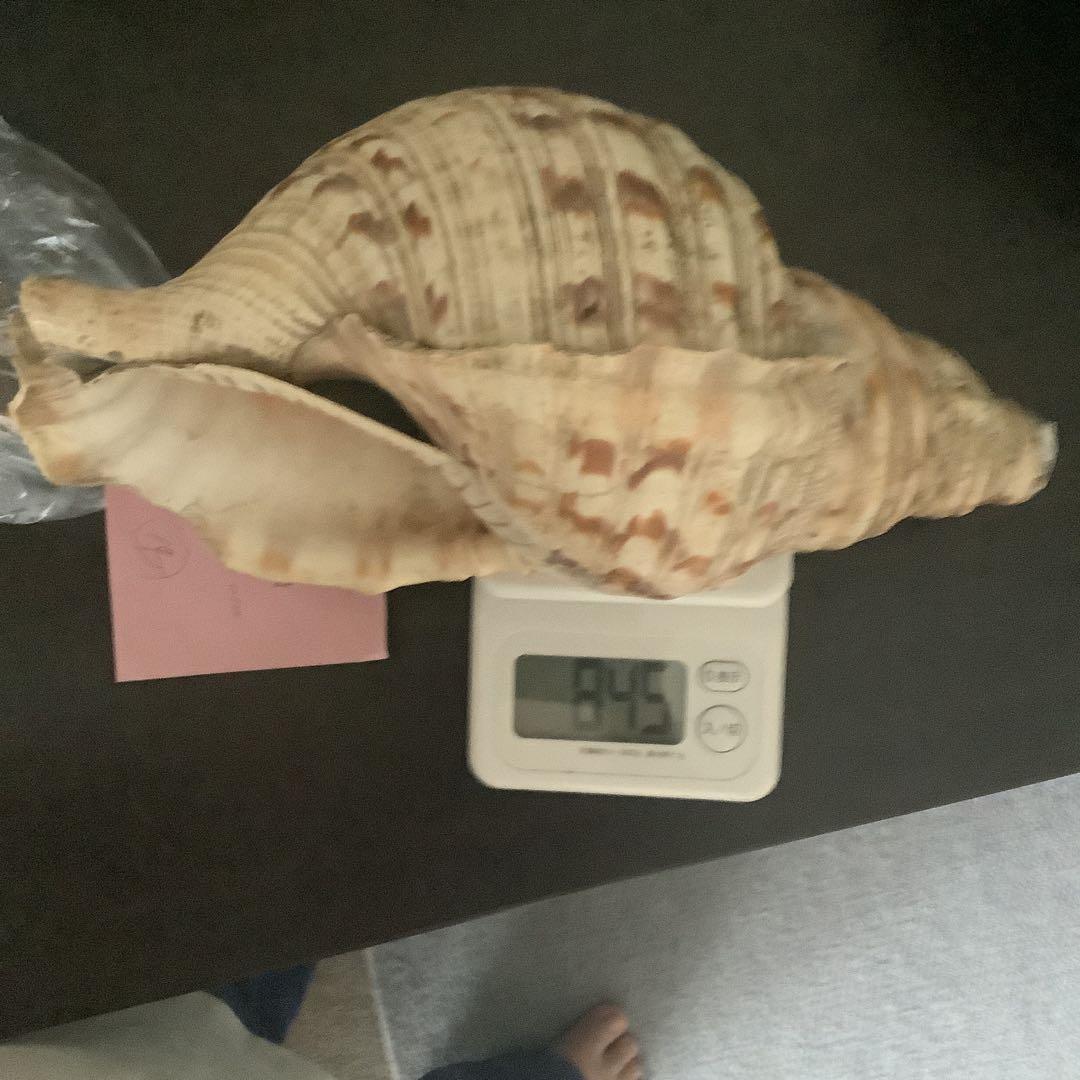 法螺貝まとめウリ