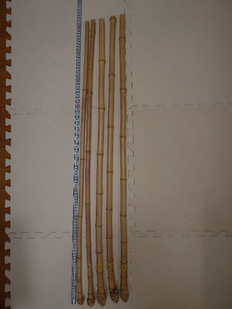 【淡竹】（根付き）❗