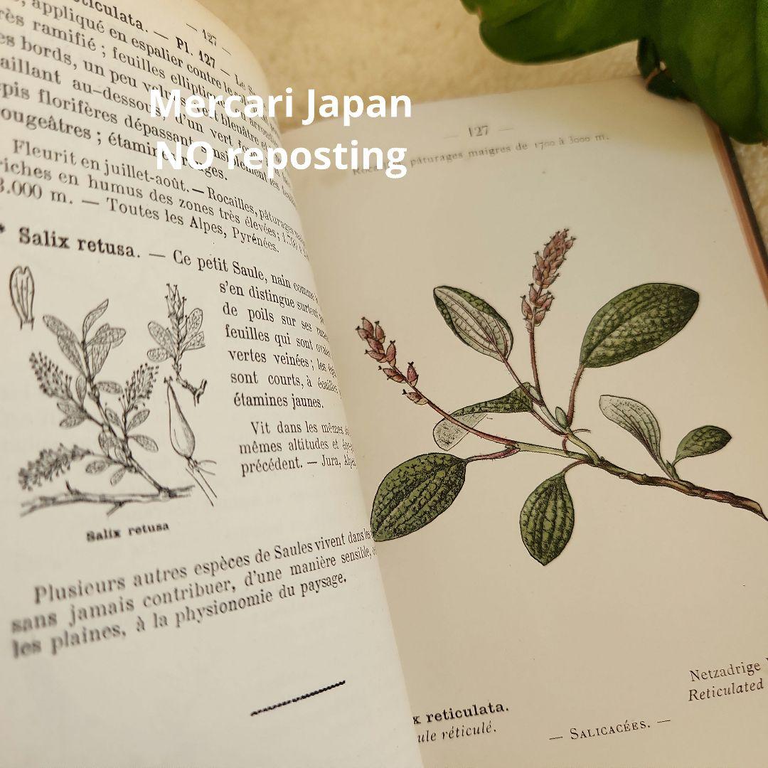 植物図鑑　洋書　ボタニカルアート　フランスアンティーク　　古書　14