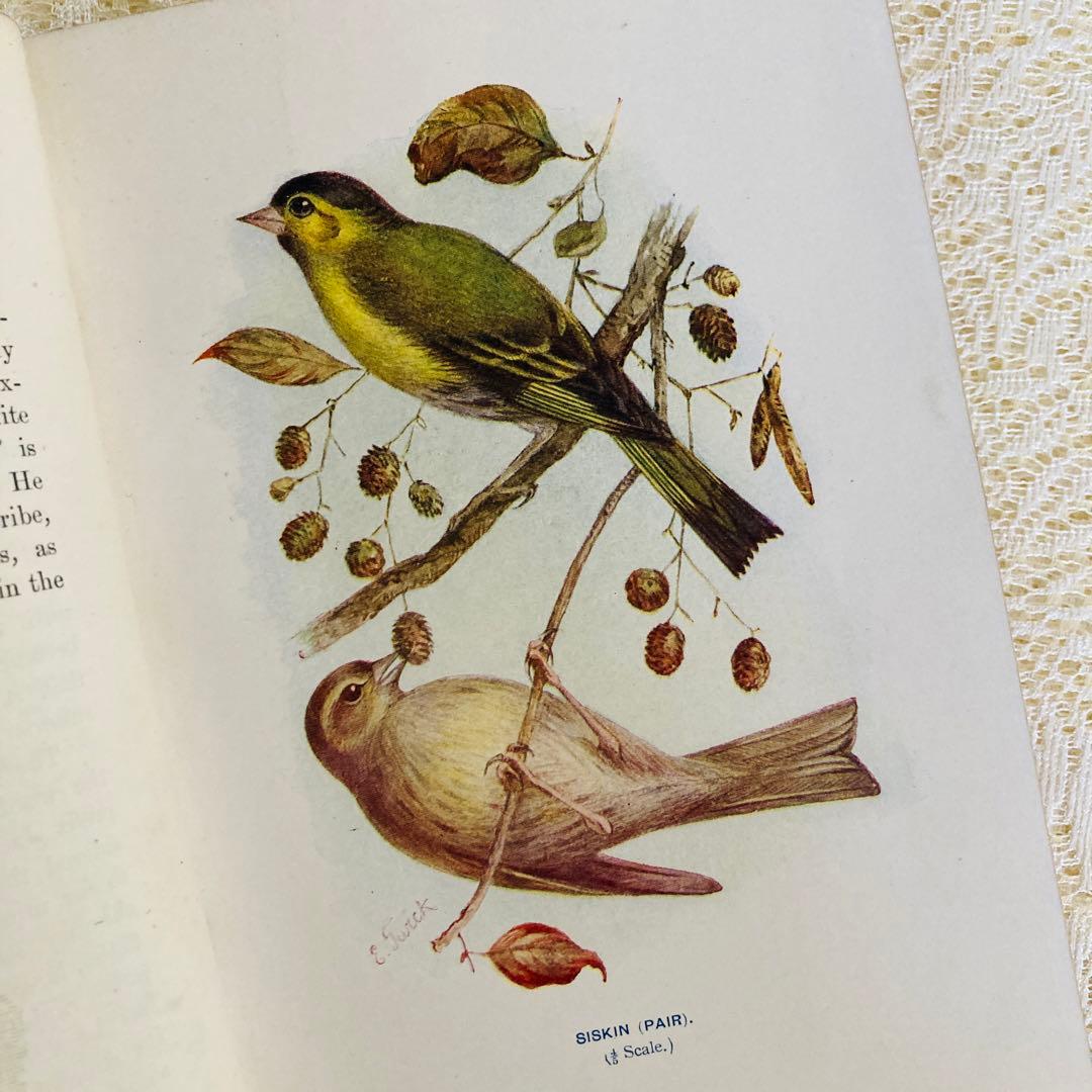 洋書　古書　Familiar Wild Birds 1&2巻　アンティーク鳥図鑑