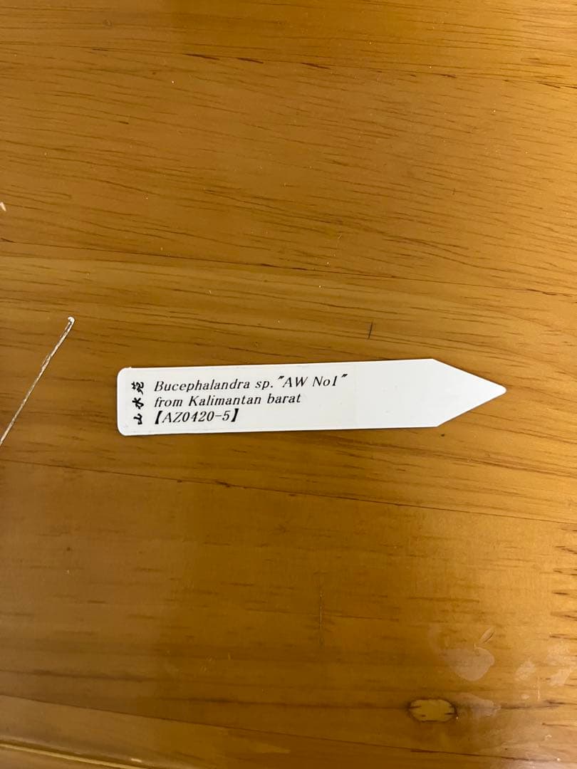【山水苑タグ付き】Bucephalandra sp. \"AW No1\"