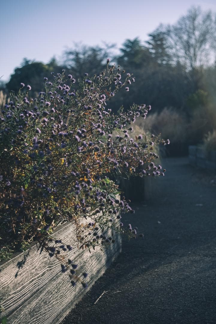 attraction様Leica Summar 50mm F2 オールドレンズ
