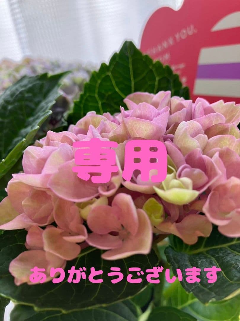 【専用】アルソア　セルローション、セルエッセンス、クレイパック