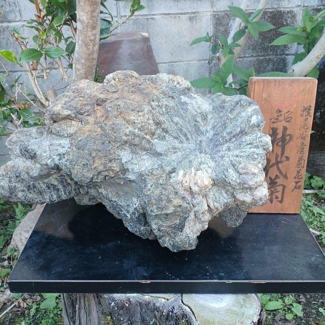 根尾谷産菊花石　　(銘) 神代菊　約12キロ