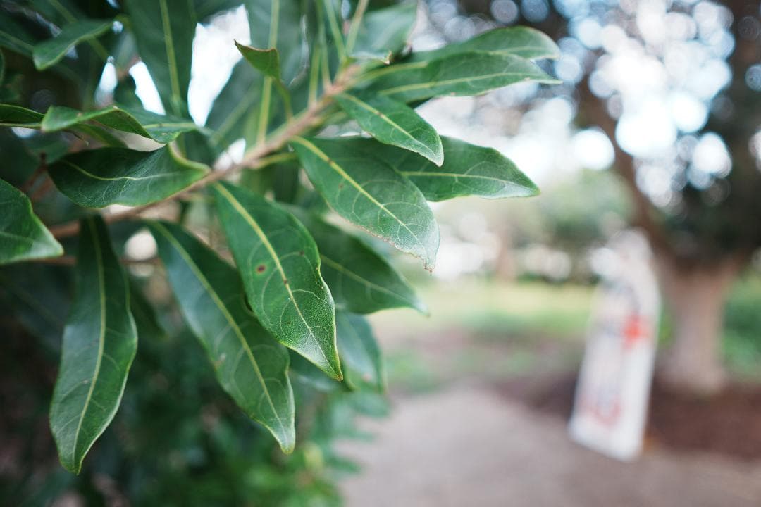 週末の記録にちょうどいい Samyang AF24mm F2.8 FE SONY